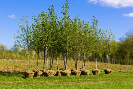 Plantation