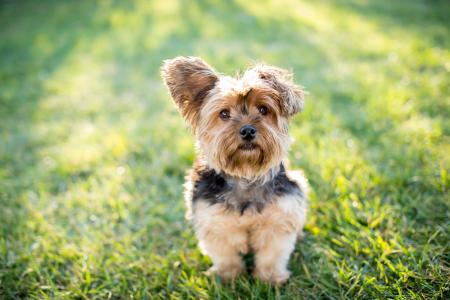 Petit chien qui court sur l'herbe